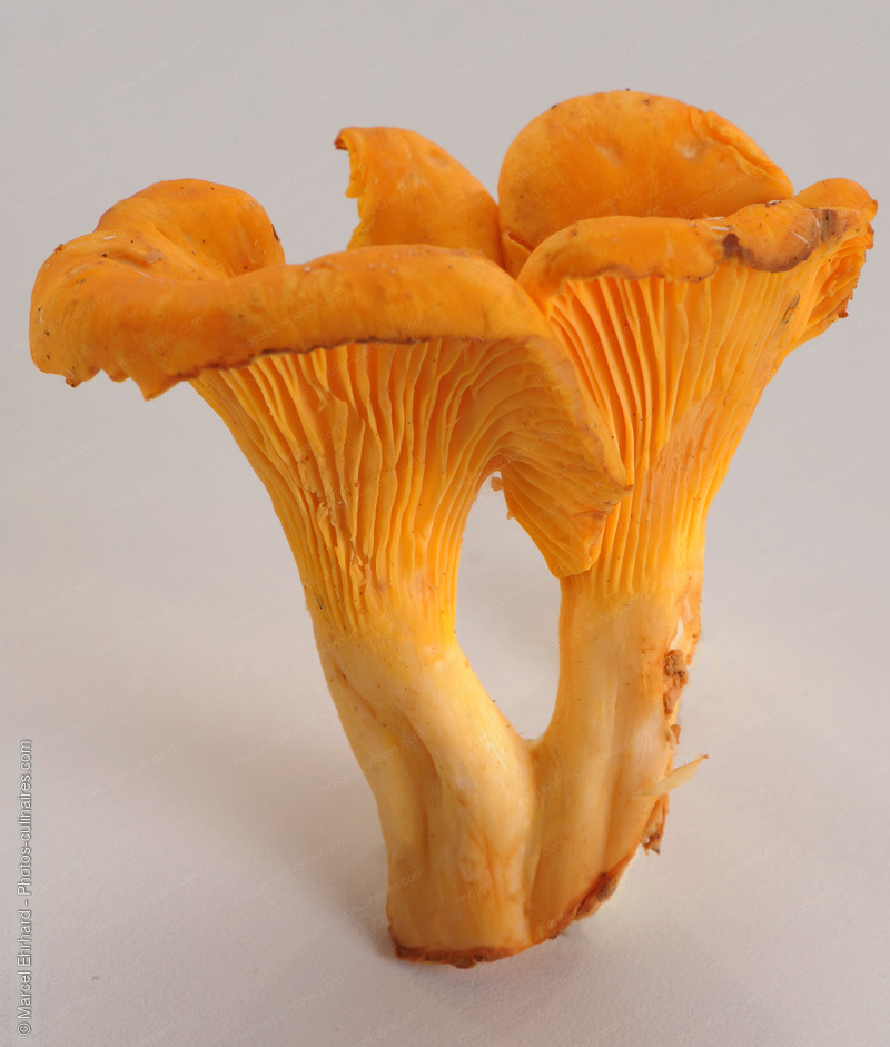 Girolles - photo r&eacute;f&eacute;rence LE353N.jpg