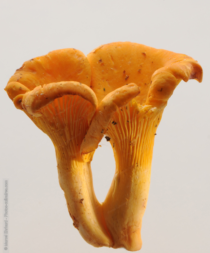 Girolles - photo r&eacute;f&eacute;rence LE354N.jpg