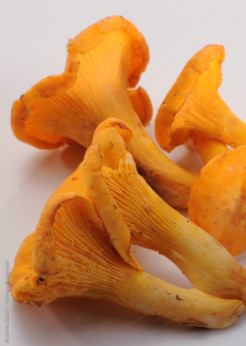 Girolles - photo r&eacute;f&eacute;rence LE365N.jpg
