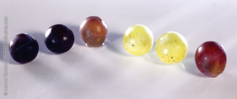 Grains de raisins - photo référence FRU282.jpg