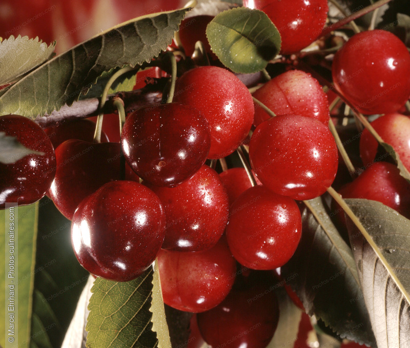 Grappe de cerise sur arbre - photo r&eacute;f&eacute;rence FRU23.jpg