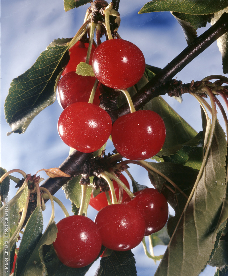 Grappe de cerise sur arbre - photo r&eacute;f&eacute;rence FRU25.jpg