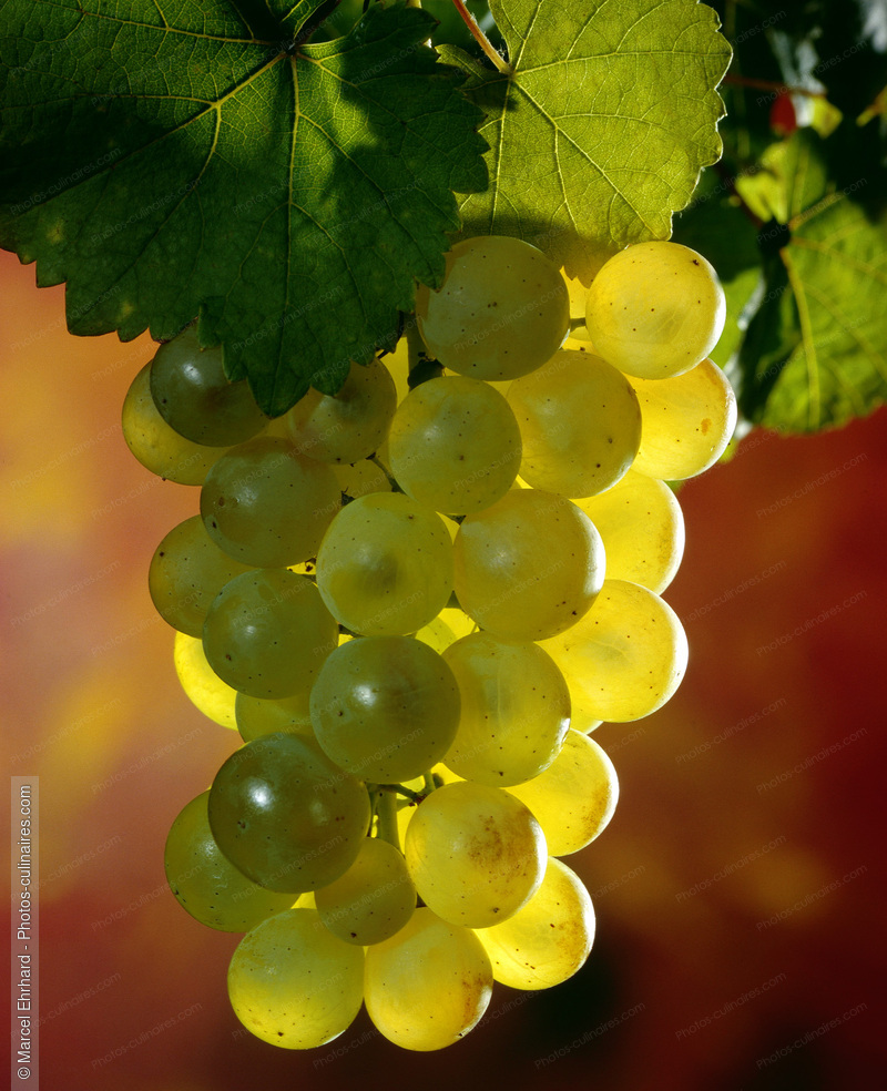 Grappe de raisin blanc - photo r&eacute;f&eacute;rence FRU90.jpg
