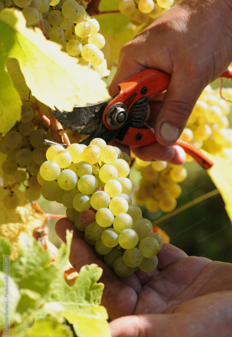 Grappe de raisin - photo r&eacute;f&eacute;rence VIN38N.jpg