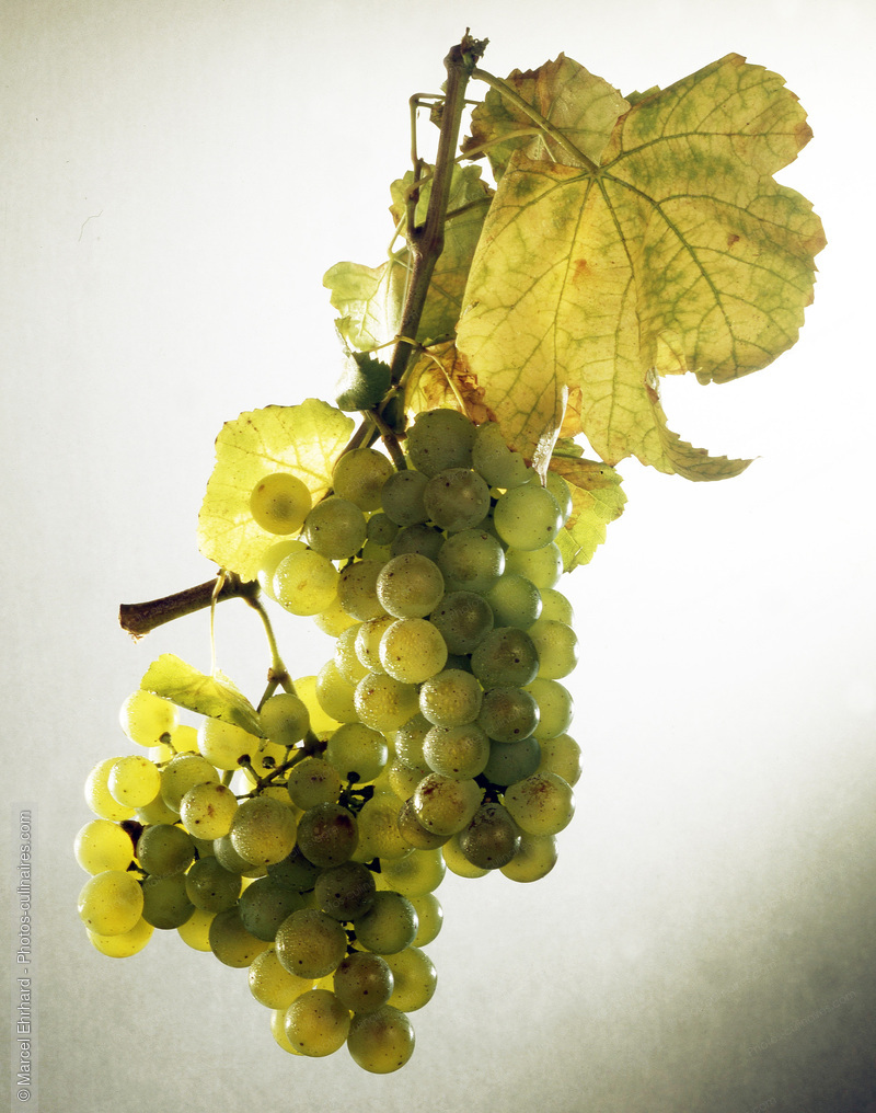 Grappe de raisins - photo r&eacute;f&eacute;rence FRU281.jpg