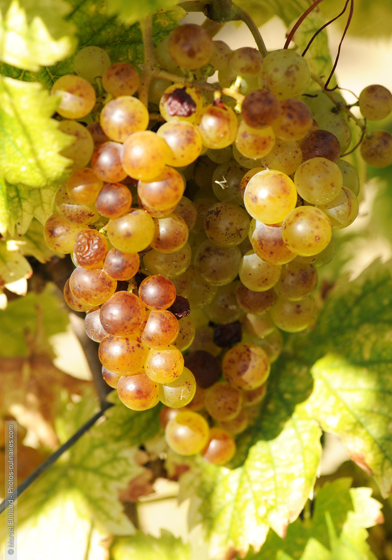 Grappe de raisins - photo r&eacute;f&eacute;rence VIN22N.jpg