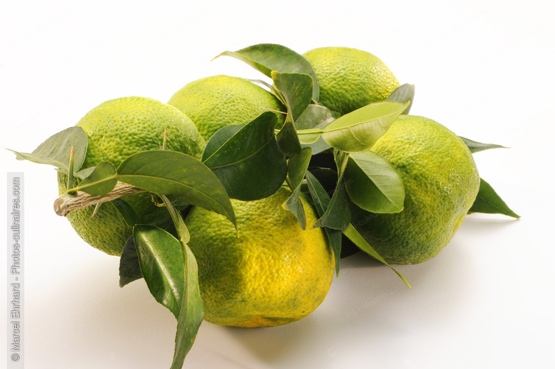 Grappe de yuzu - photo r&eacute;f&eacute;rence FRU304N.jpg