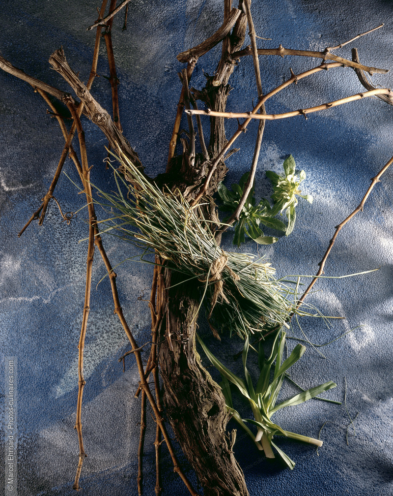 Herbes des vignes - photo r&eacute;f&eacute;rence LE7.jpg