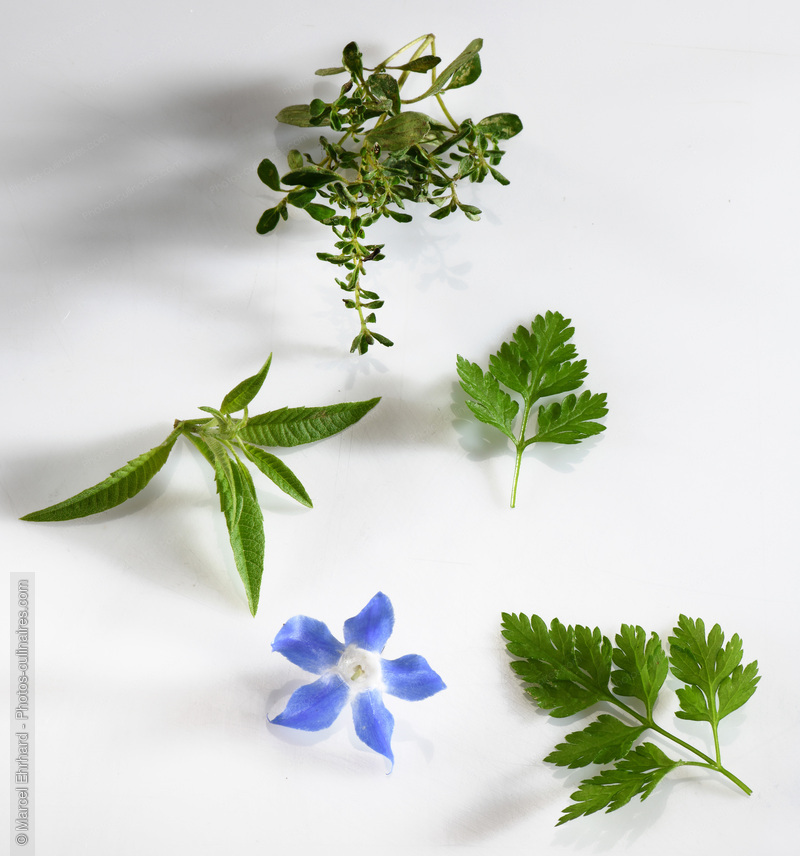 Herbes fra&icirc;ches - photo r&eacute;f&eacute;rence LE626N.jpg
