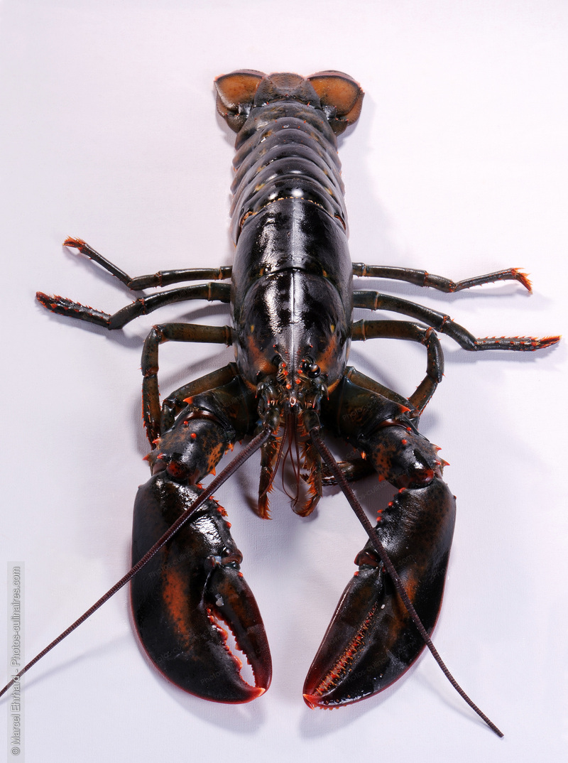 Homard cru - photo r&eacute;f&eacute;rence PO470N.jpg