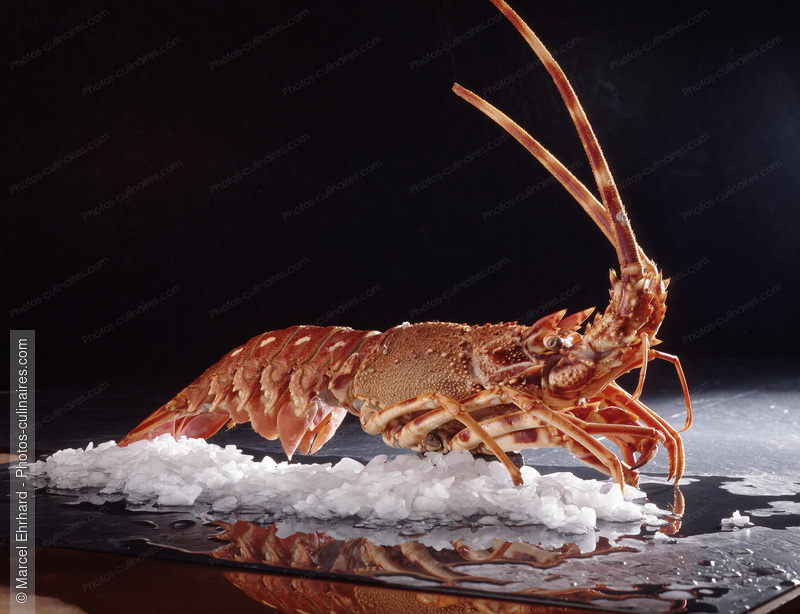 Homard cuit - photo r&eacute;f&eacute;rence PO75.jpg