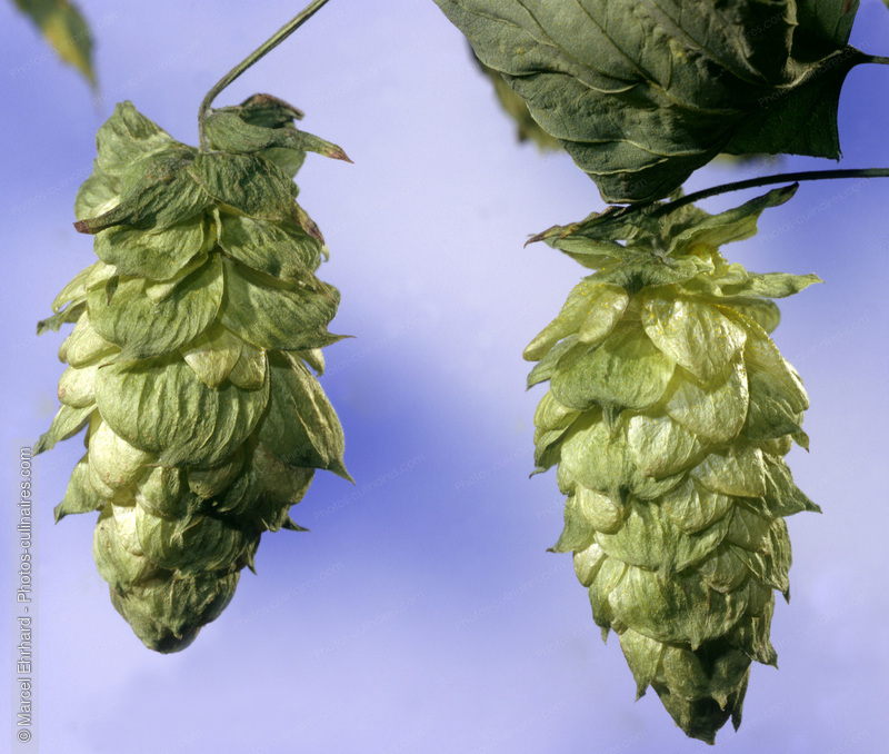 Houblon en c&ocirc;ne - photo r&eacute;f&eacute;rence LE147.jpg