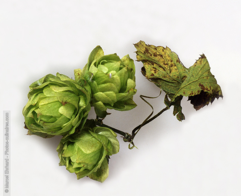 Houblon en grappe - photo r&eacute;f&eacute;rence EP90.jpg