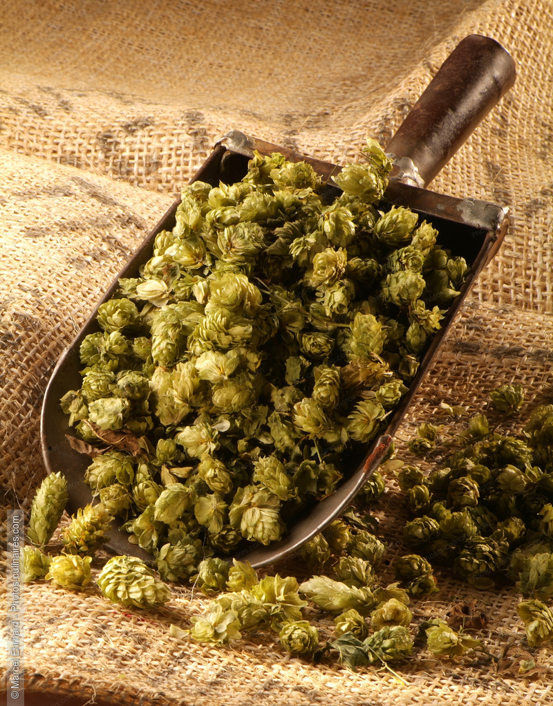 Houblon - photo r&eacute;f&eacute;rence EP16N.jpg