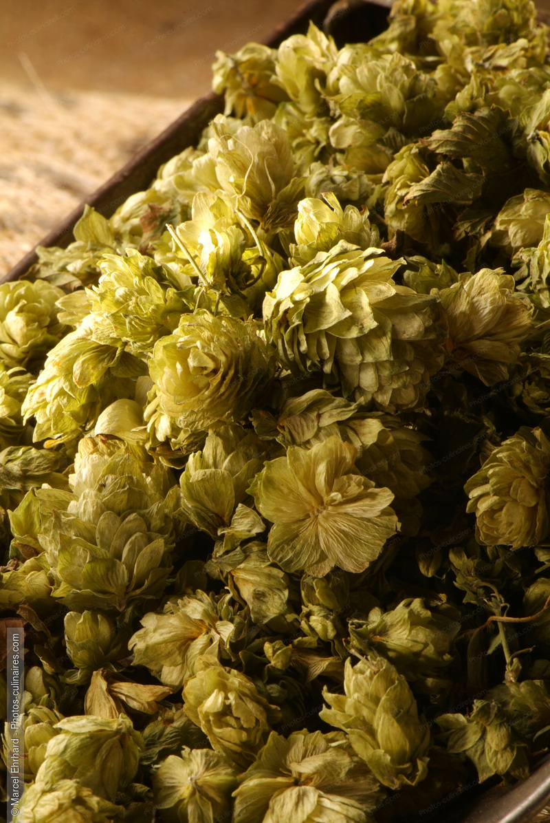 Houblon - photo r&eacute;f&eacute;rence EP17N.jpg