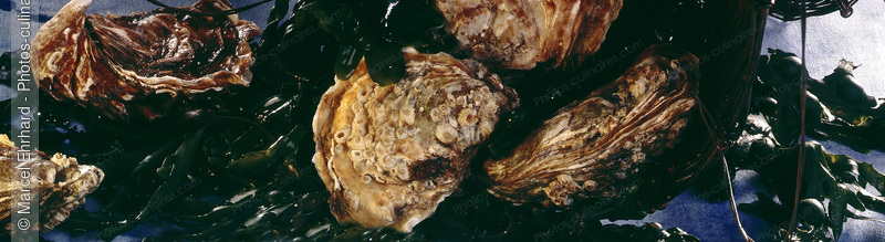 Hu&icirc;tre et algues - photo r&eacute;f&eacute;rence PO165.jpg