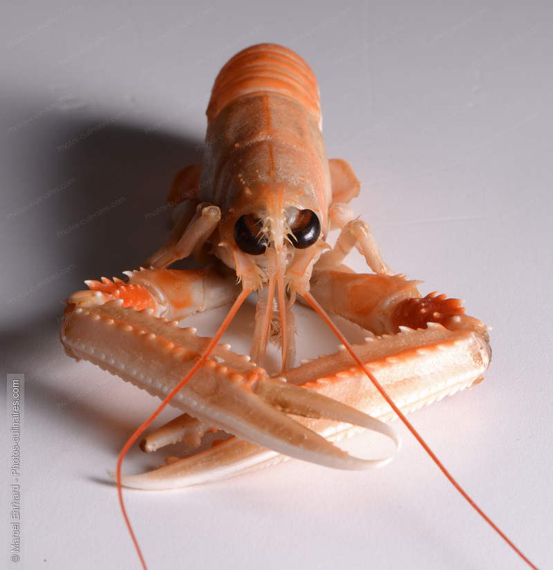 Langoustine - photo r&eacute;f&eacute;rence PO666.jpg