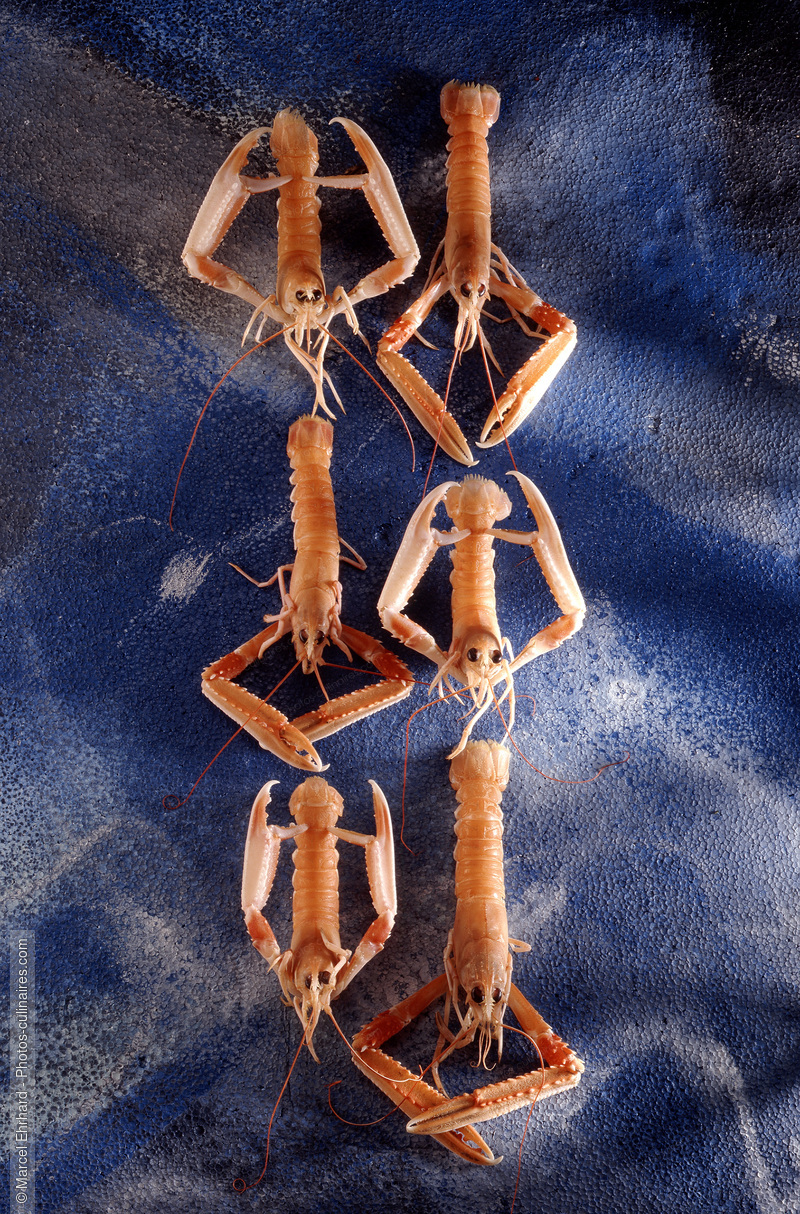 Langoustines cuites - photo r&eacute;f&eacute;rence PO128.jpg