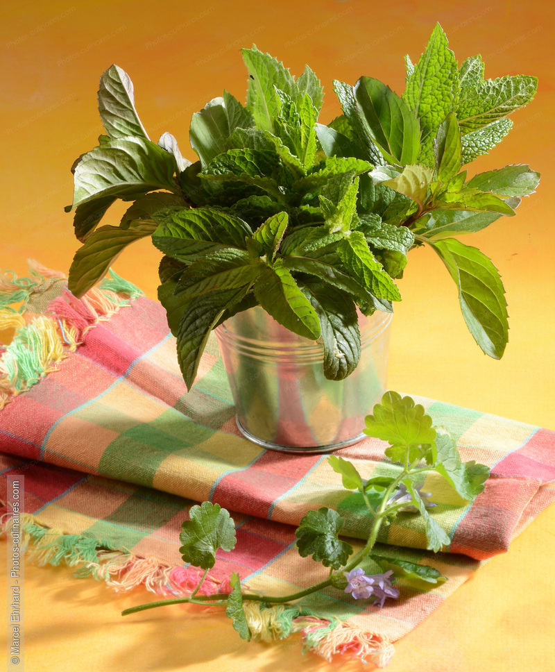 Menthe fra&icirc;che - photo r&eacute;f&eacute;rence LE639N.jpg