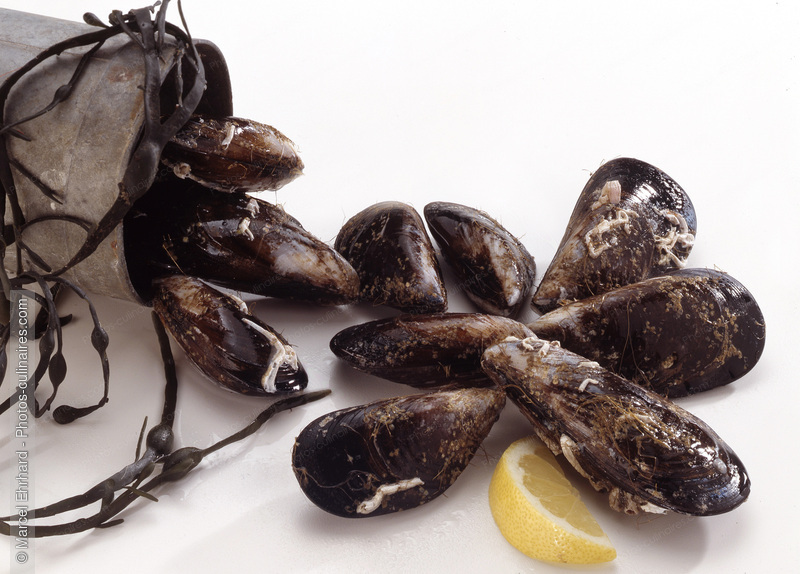 Moules - photo r&eacute;f&eacute;rence PO66.jpg