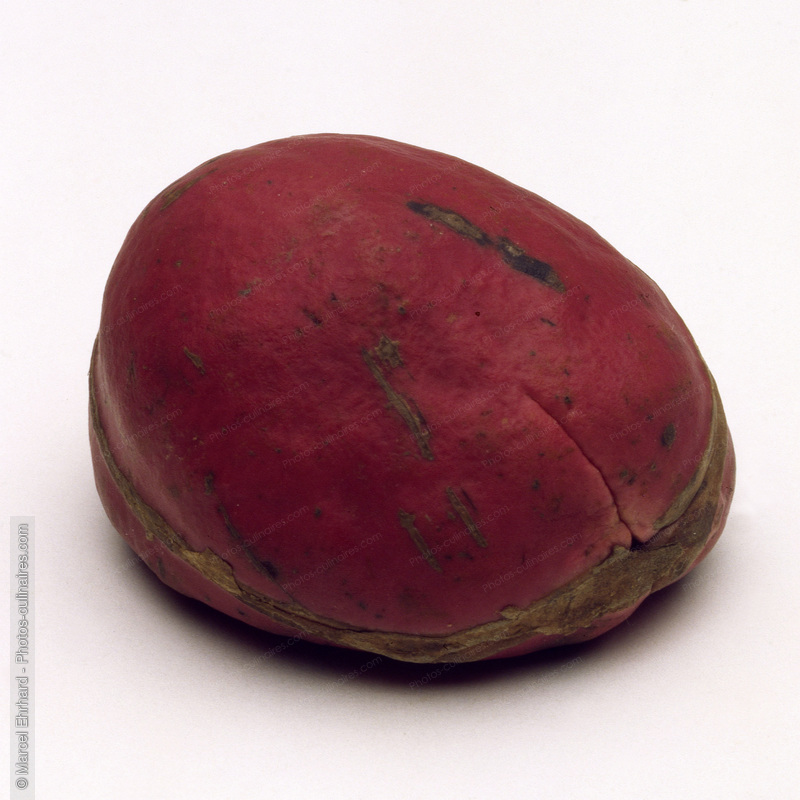 Noix de kola - photo r&eacute;f&eacute;rence FRU232.jpg