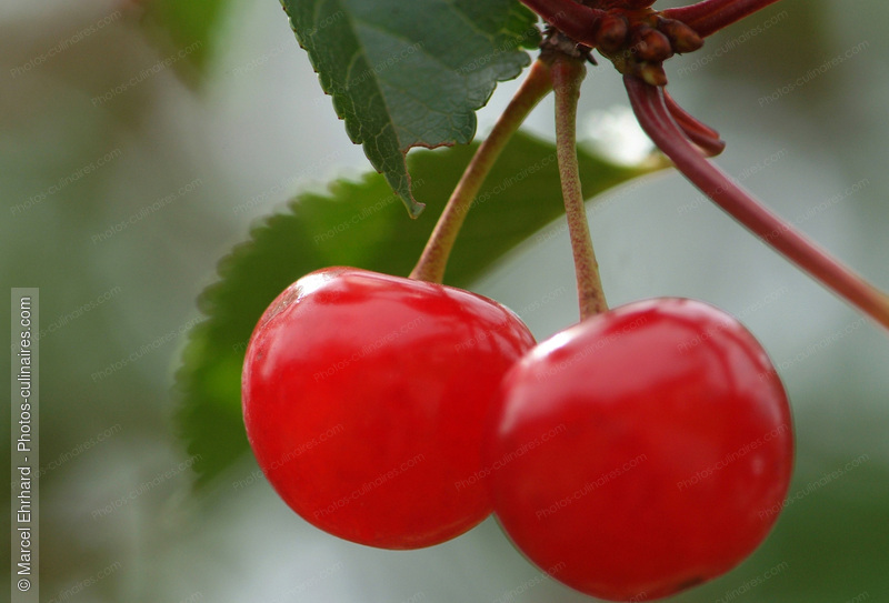 Paire de cerises sur arbre - photo r&eacute;f&eacute;rence FRU173N.jpg