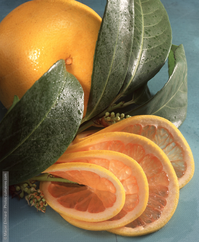 Pamplemousse - photo r&eacute;f&eacute;rence FRU345.jpg