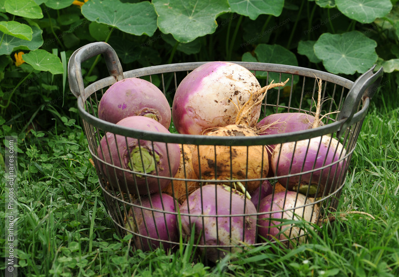 Panier de navets - photo r&eacute;f&eacute;rence LE269N.jpg