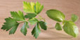 Persil plat et feuilles de basilic