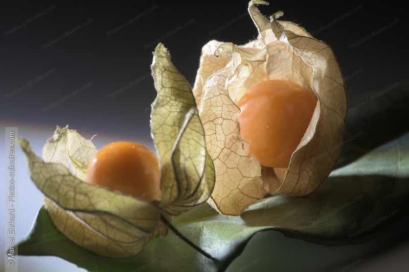 Physalis - photo r&eacute;f&eacute;rence FRU399N.jpg