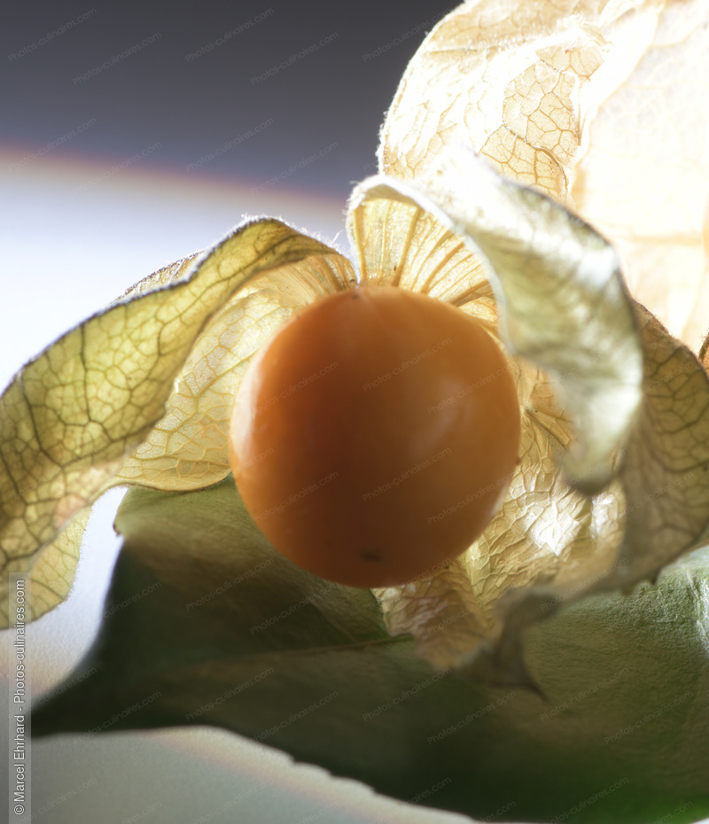 Physalis - photo r&eacute;f&eacute;rence FRU400N.jpg