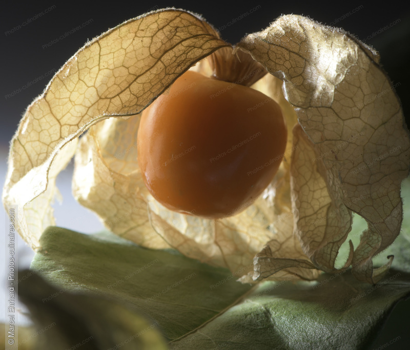 Physalis - photo r&eacute;f&eacute;rence FRU401N.jpg