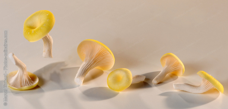 Pleurotes jaunes - photo référence LE463N.jpg