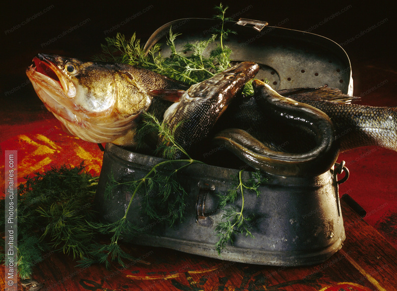 Poissons d'eau douce, - photo r&eacute;f&eacute;rence PO193.jpg