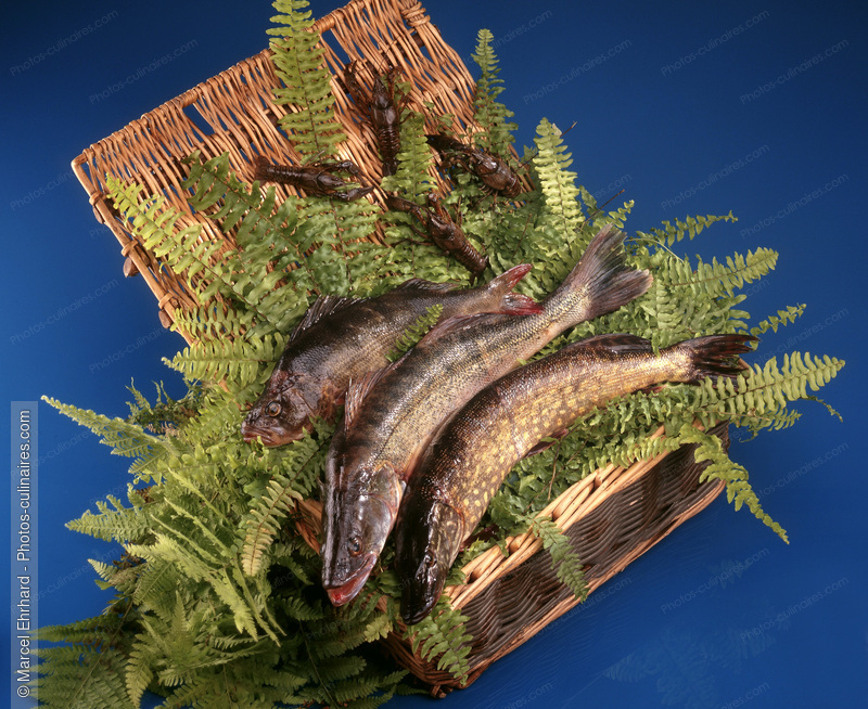 Poissons de rivi&egrave;re dans un panier - photo r&eacute;f&eacute;rence PO114.jpg