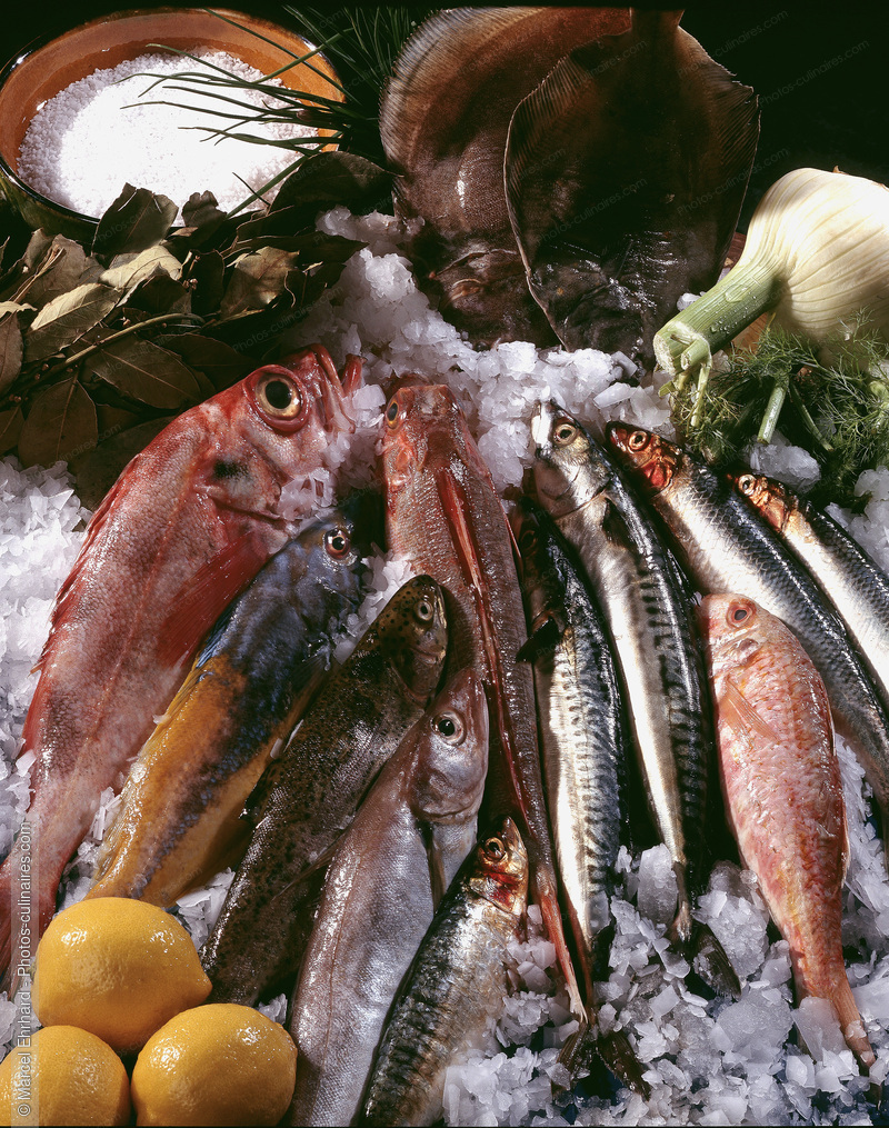 Poissons sur &eacute;tal - photo r&eacute;f&eacute;rence PO132.jpg