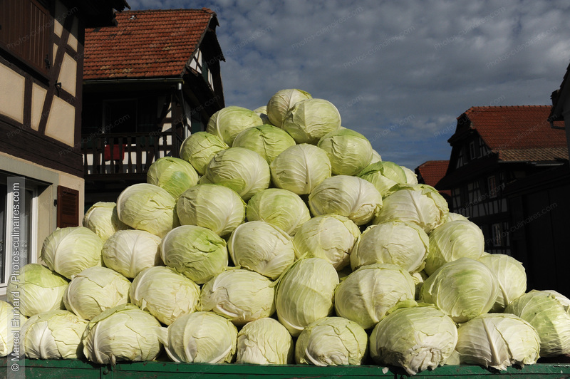 Pyramide de chou d'alsace - photo r&eacute;f&eacute;rence LE623.jpg