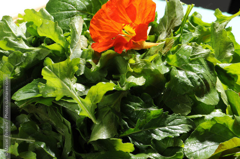 Roquette sauvage et fleur de capucine - photo r&eacute;f&eacute;rence LE266N.jpg