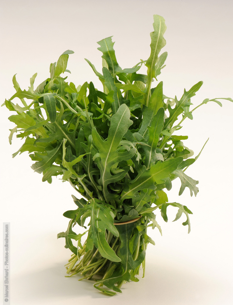 Roquette - photo r&eacute;f&eacute;rence LE431N.jpg