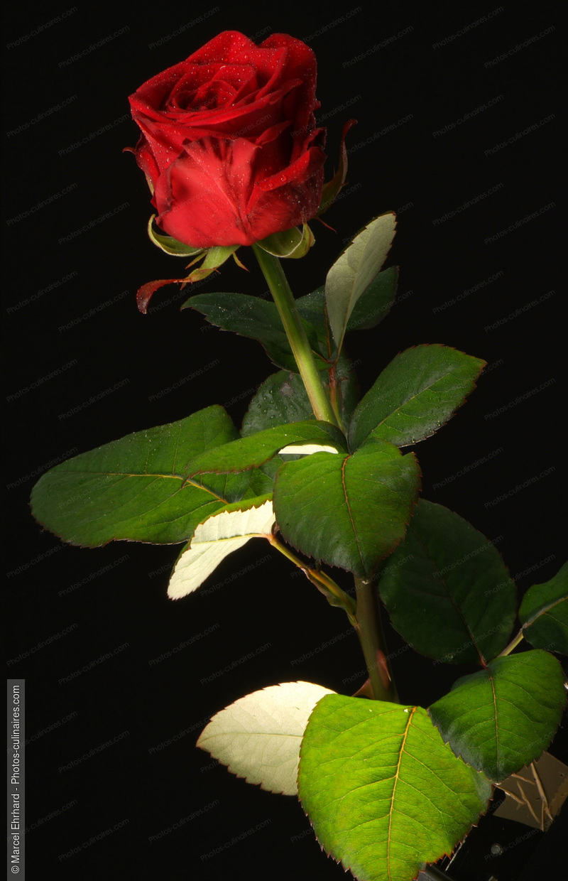Rose avec tige et feuilles - photo r&eacute;f&eacute;rence AT64N.jpg