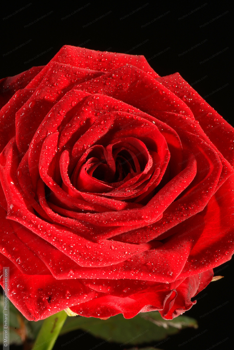 Rose rouge avec goutte d'eau - photo référence AT63N.jpg