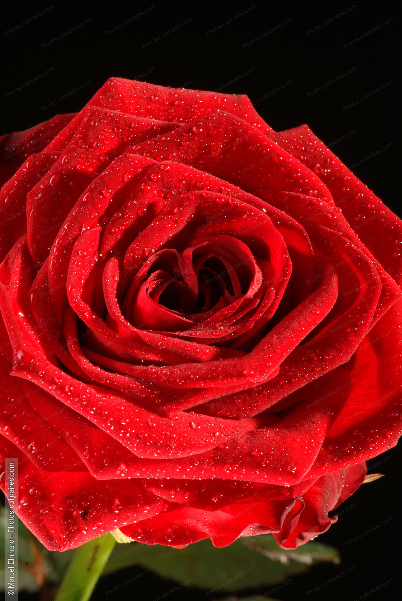Rose rouge avec goutte d'eau - photo r&eacute;f&eacute;rence AT63N.jpg