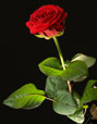 Rose rouge avec tige et feuilles