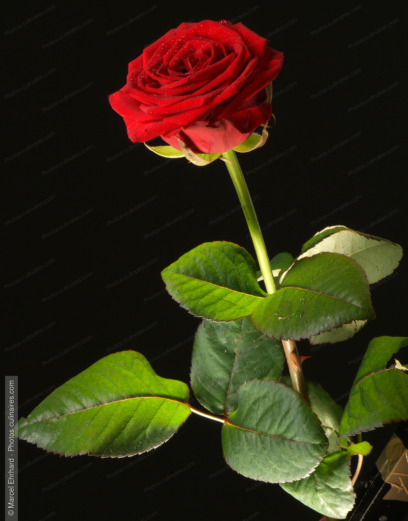 Rose rouge avec tige et feuilles - photo r&eacute;f&eacute;rence AT65N.jpg