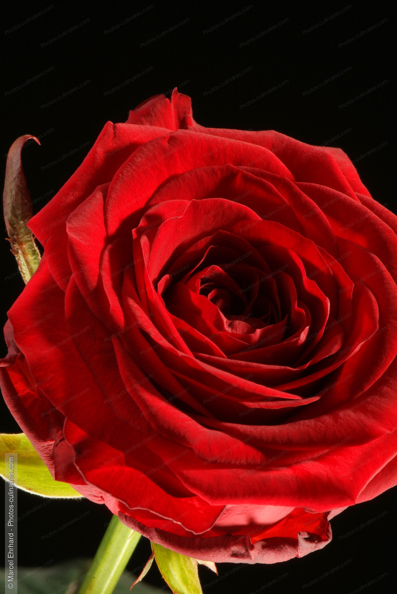 Rose rouge en gros plan - photo r&eacute;f&eacute;rence AT62N.jpg