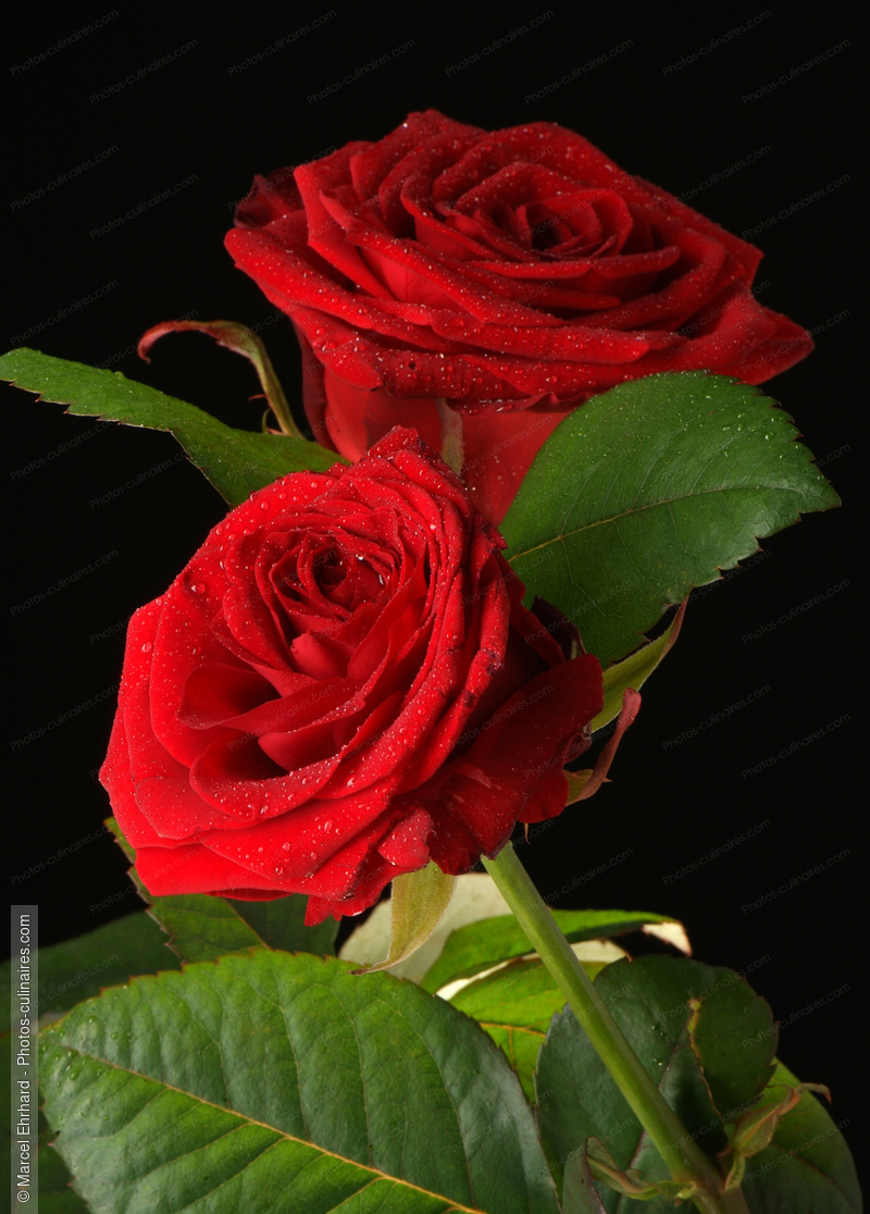 Roses rouge avec feuilles - photo r&eacute;f&eacute;rence AT61N.jpg
