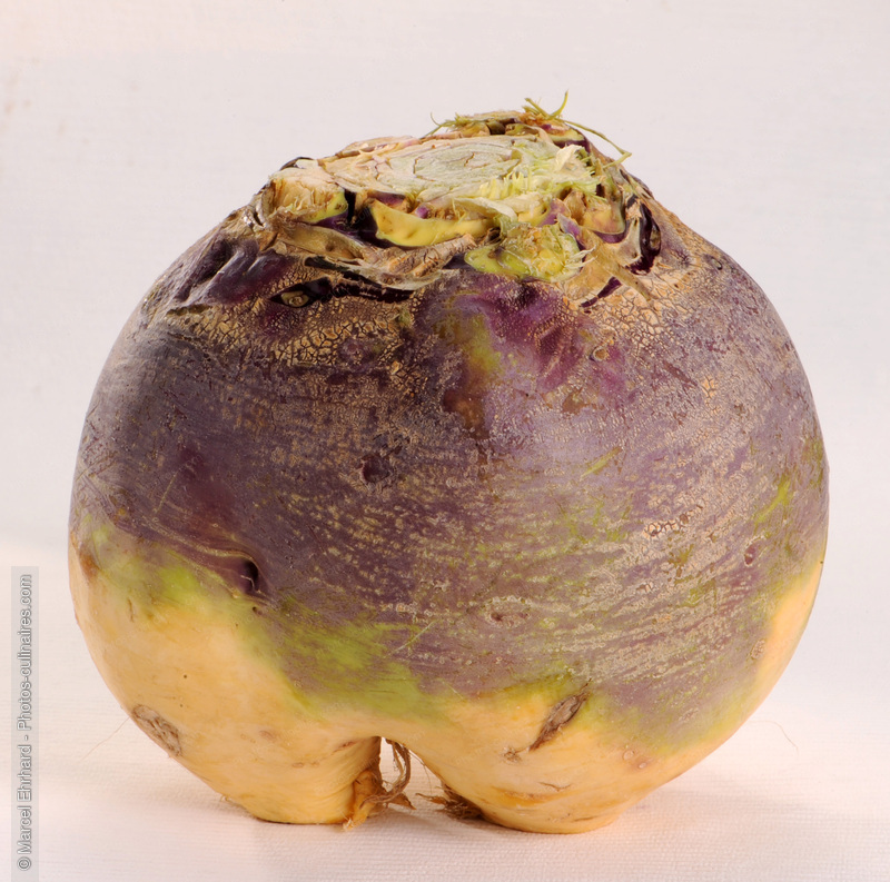 Rutabaga - photo r&eacute;f&eacute;rence LE340N.jpg