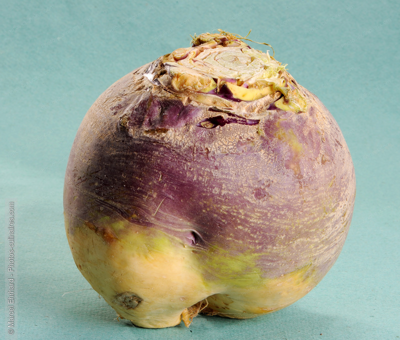 Rutabaga - photo r&eacute;f&eacute;rence LE341N.jpg