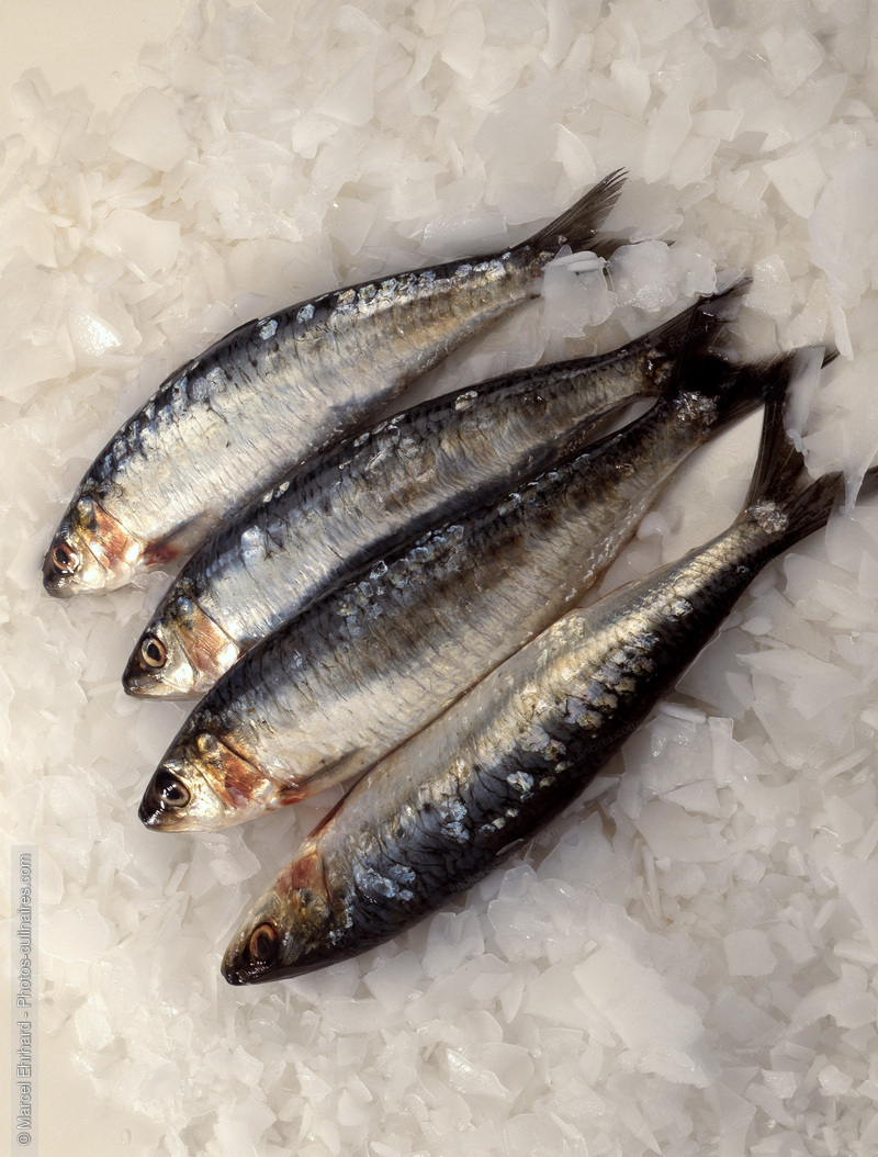 Sardines crues - photo r&eacute;f&eacute;rence PO35.jpg