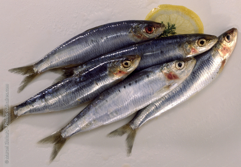 Sardines crues - photo r&eacute;f&eacute;rence PO362.jpg